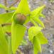 Kors-Vortemælk (Euphorbia lathyris)