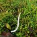 Hvid Køllesvamp (Clavaria falcata)