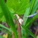 Overdrevsblomstervikler (Eupoecilia angustana)