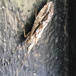 Stor Spiralvårflue (Phryganea grandis)