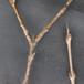 Vrietorn (Rhamnus cathartica)