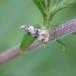 Lille Birkeraklevikler (Cochylis nana)