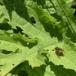 Grøn Urtesvirreflue (Cheilosia chloris)