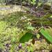 Aks-Bærmispel (Amelanchier spicata)