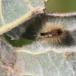 Pragtpenselspinder (Orgyia recens)