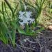 Hyacint (Hyacinthus orientalis)