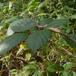 Storbladet Brombær (Rubus macrophyllus)