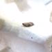 Rønnehalvmøl (Acrobasis advenella)