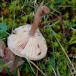 Eng-Tragthat (Clitocybe rivulosa)