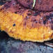 Flammeporesvamp (Pycnoporellus fulgens)