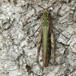Almindelig/Syngende Markgræshoppe (Chorthippus brunneus/biguttulus)