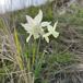 Narcissus triandrus (Narcissus triandrus)
