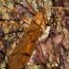 Metalimnobia bifasciata (Metalimnobia bifasciata)