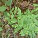 Knold-Vortemælk (Euphorbia dulcis)