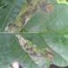 Egeminérbladhveps (Profenusa pygmaea)