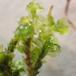 Stribet Dobbeltblad (Diplophyllum albicans)
