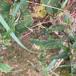 Bredvinget Nældevikler (Anthophila fabriciana)