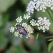 Sort Jordbi (Andrena nigrospina)