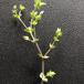 Markarve (Arenaria serpyllifolia)