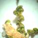 Glinsende Bronzemos (Frullania tamarisci)