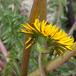 Fladtunge-Dværgmælkebøtte (Taraxacum platyglossum)