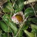 Tusindfryd (Bellis perennis)