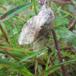 Bøgespinder (Stauropus fagi)