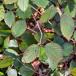 Trebladet Brombær (Rubus pedemontanus)