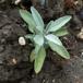Læge-Salvie (Salvia officinalis)