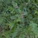 Gærde-Vikke (Vicia sepium)