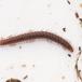 Craspedosoma rawlinsi (Craspedosoma rawlinsi)