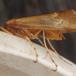 Limnephilus flavicornis (Limnephilus flavicornis)