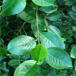 Sortfrugtet Surbær (Aronia melanocarpa)