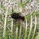 Graphomya maculata (Graphomya maculata)