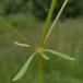 Kær-Snerre (Galium palustre ssp. palustre)
