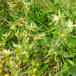 Opret Hønsetarm (Cerastium glomeratum)