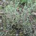 Markarve (Arenaria serpyllifolia)