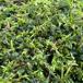Almindelig Penselmos (Cirriphyllum piliferum)