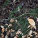 Smalbladet Mangeløv (Dryopteris carthusiana)