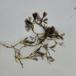 Vandranunkel sp. (Ranunculus subgenus Batrachium sp.)