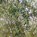 Stedsegrøn Gedeblad (Lonicera henryi)