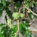 Frynse-Eg (Quercus cerris)
