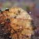 Trådfin Huesvamp (Mycena capillaris)