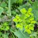 Skærm-Vortemælk (Euphorbia helioscopia)