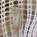 Laburrus impictifrons (Laburrus impictifrons)