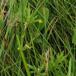 Bidende Ranunkel (Ranunculus acris)