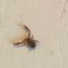 Mosskorpion ubest. (Pseudoscorpiones indet.)