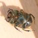 Skinnende Møggraver (Onthophagus coenobita)