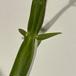 Flerårig Ærteblomst (Lathyrus latifolius ssp. latifolius)