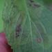Agromyza abiens (Agromyza abiens)